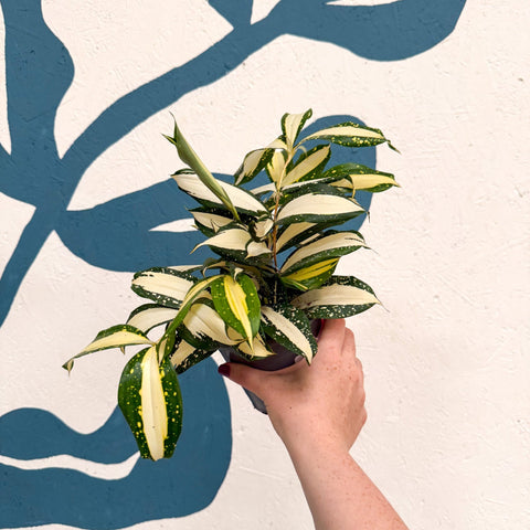Dracaena surculosa 'Milky Way' - Sprouts of Bristol