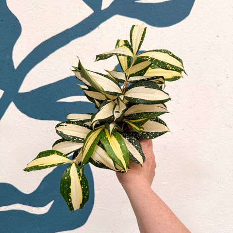 Dracaena surculosa 'Milky Way' - Sprouts of Bristol