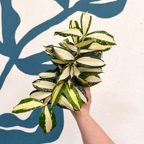Dracaena surculosa 'Milky Way' - Sprouts of Bristol