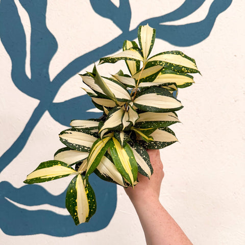 Dracaena surculosa 'Milky Way' - Sprouts of Bristol