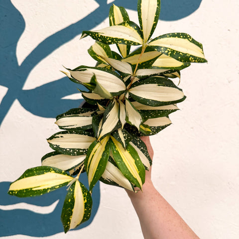 Dracaena surculosa 'Milky Way' - Sprouts of Bristol