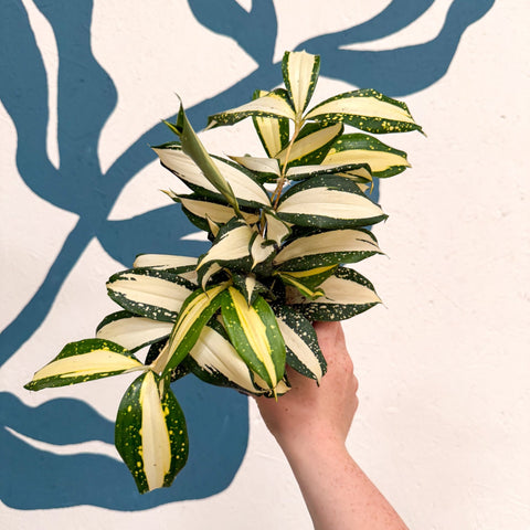 Dracaena surculosa 'Milky Way' - Sprouts of Bristol