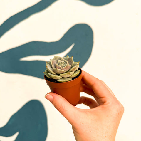 Echeveria 'Lola' - Sprouts of Bristol
