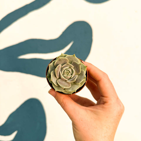 Echeveria 'Lola' - Sprouts of Bristol