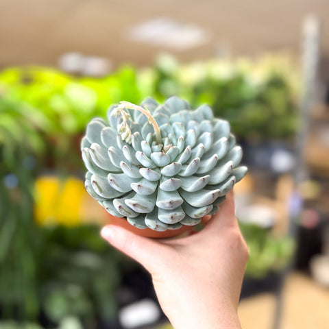 Echeveria texensis – Texas Echeveria - Sprouts of Bristol