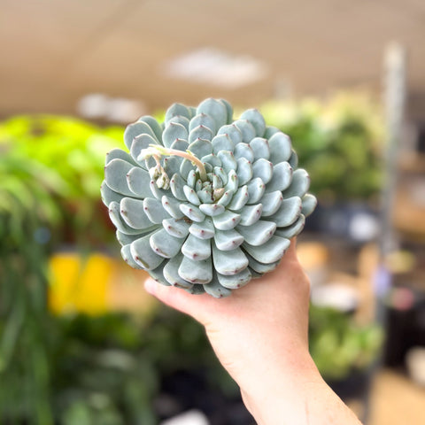 Echeveria texensis – Texas Echeveria - Sprouts of Bristol
