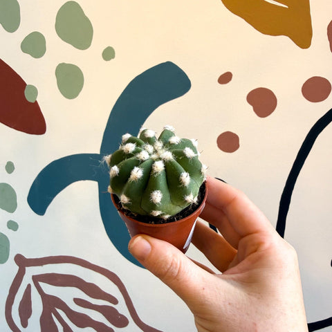 Echinopsis multiplex – Night - Blooming Hedgehog Cactus - Sprouts of Bristol