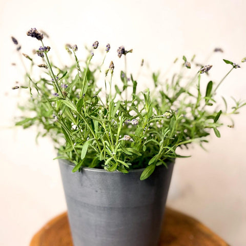 English lavender - Lavandula angustifolia 'Ardeche Blue' - Sprouts of Bristol