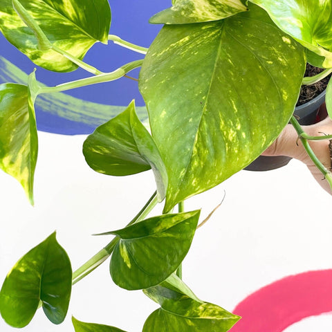Epipremnum aureum - Golden Pothos - Sprouts of Bristol