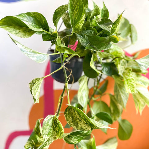 Epipremnum aureum 'Marble Queen' - Marble Queen Pothos - Sprouts of Bristol