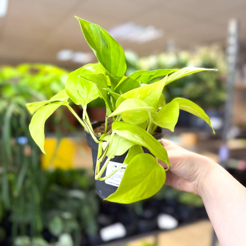 Epipremnum ‘Champs Elysees’ - Sprouts of Bristol