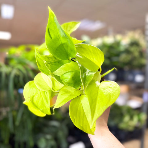 Epipremnum ‘Champs Elysees’ - Sprouts of Bristol