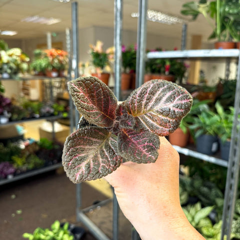 Episcia cupreata 'Copper' - Flame Violet - Sprouts of Bristol