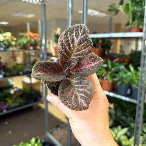 Episcia cupreata 'Copper' - Flame Violet - Sprouts of Bristol