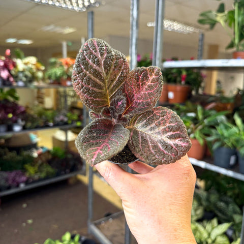 Episcia cupreata 'Copper' - Flame Violet - Sprouts of Bristol