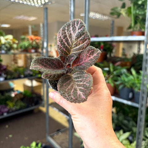 Episcia cupreata 'Copper' - Flame Violet - Sprouts of Bristol
