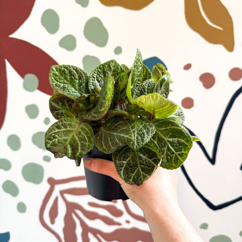 Episcia cupreata - Green Flame Violet - Sprouts of Bristol