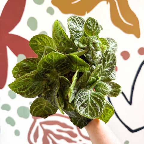 Episcia cupreata - Green Flame Violet - Sprouts of Bristol