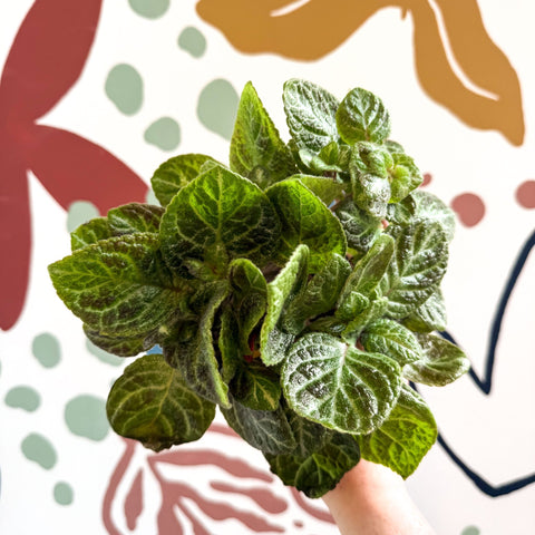 Episcia cupreata - Green Flame Violet - Sprouts of Bristol