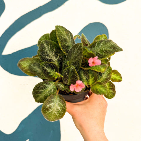 Episcia cupreata 'Neon Surprise' - Green Flame Violet - Sprouts of Bristol
