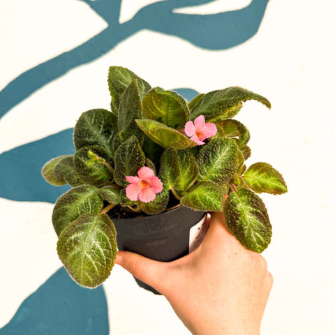 Episcia cupreata 'Neon Surprise' - Green Flame Violet - Sprouts of Bristol
