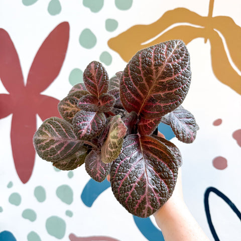 Episcia cupreata - Purple Flame Violet - Sprouts of Bristol