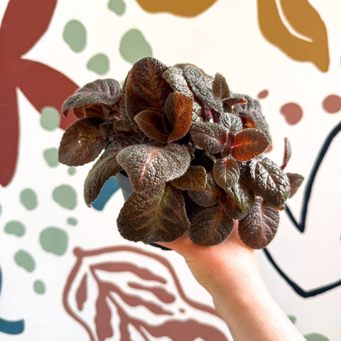 Episcia cupreata - Purple Flame Violet - Sprouts of Bristol
