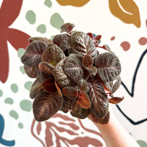 Episcia cupreata - Purple Flame Violet - Sprouts of Bristol