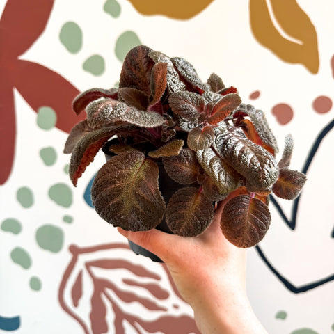 Episcia cupreata - Purple Flame Violet - Sprouts of Bristol