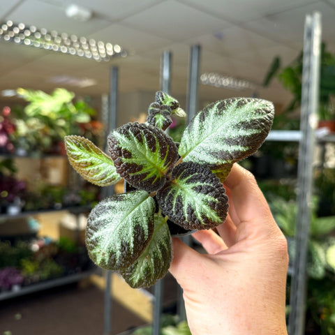 Episcia cupreata 'Silver Shield' - Flame Violet - Sprouts of Bristol