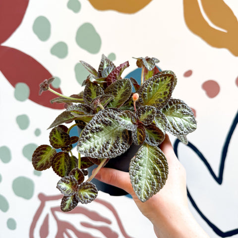Episcia cupreata 'Zebra' - Flame Violet - Sprouts of Bristol