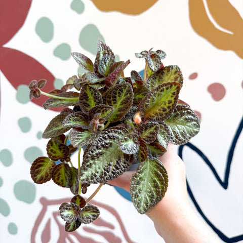 Episcia cupreata 'Zebra' - Flame Violet - Sprouts of Bristol