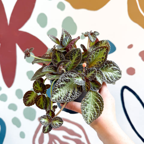 Episcia cupreata 'Zebra' - Flame Violet - Sprouts of Bristol