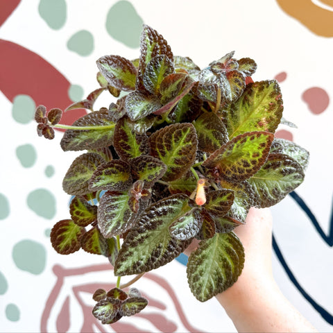 Episcia cupreata 'Zebra' - Flame Violet - Sprouts of Bristol