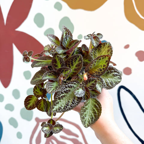 Episcia cupreata 'Zebra' - Flame Violet - Sprouts of Bristol