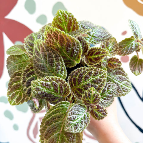 Episcia ‘Tiger Stripe' - Flame Violet - Sprouts of Bristol