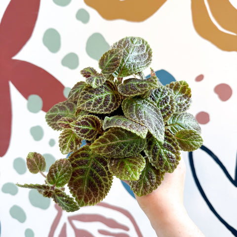 Episcia ‘Tiger Stripe' - Flame Violet - Sprouts of Bristol
