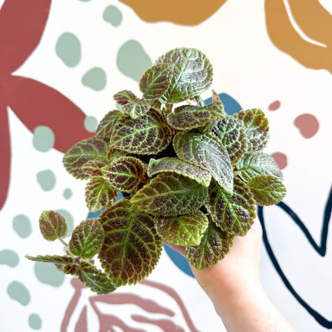 Episcia ‘Tiger Stripe' - Flame Violet - Sprouts of Bristol