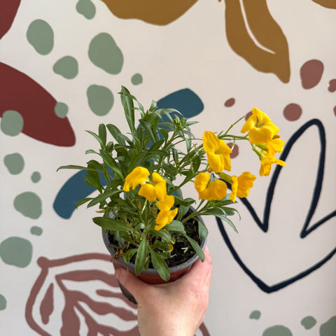 Erysimum cheiri 'Sugar Rush Garden Mix' - Wallflower - British Grown - Sprouts of Bristol