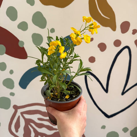 Erysimum cheiri 'Sugar Rush Garden Mix' - Wallflower - British Grown - Sprouts of Bristol