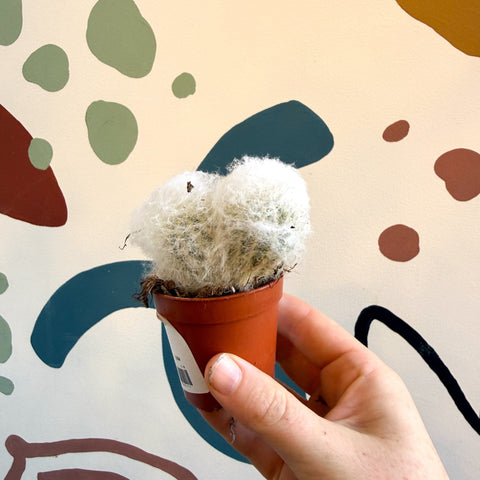 Espostoa melanostele – Peruvian Old Man Cactus - Sprouts of Bristol