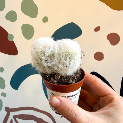 Espostoa melanostele – Peruvian Old Man Cactus - Sprouts of Bristol