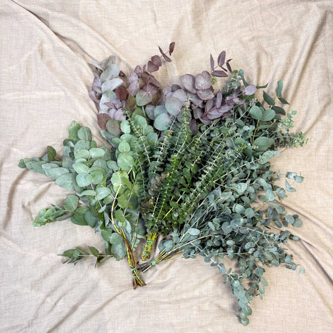 Eucalyptus Bunch – Mixed Varieties – Fresh Foliage for Christmas Wreaths, Floristry & Festive Crafting - Sprouts of Bristol