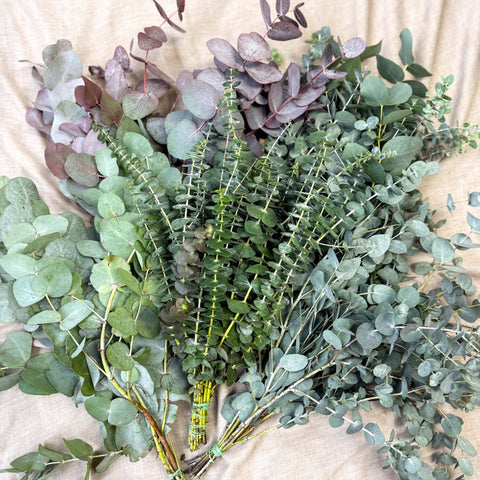 Eucalyptus Bunch – Mixed Varieties – Fresh Foliage for Christmas Wreaths, Floristry & Festive Crafting - Sprouts of Bristol