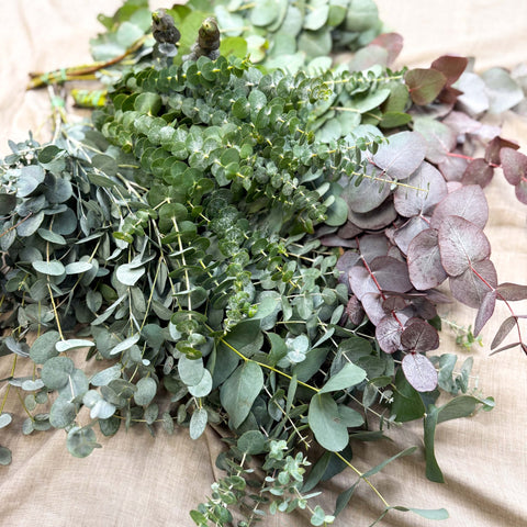 Eucalyptus Bunch – Mixed Varieties – Fresh Foliage for Christmas Wreaths, Floristry & Festive Crafting - Sprouts of Bristol