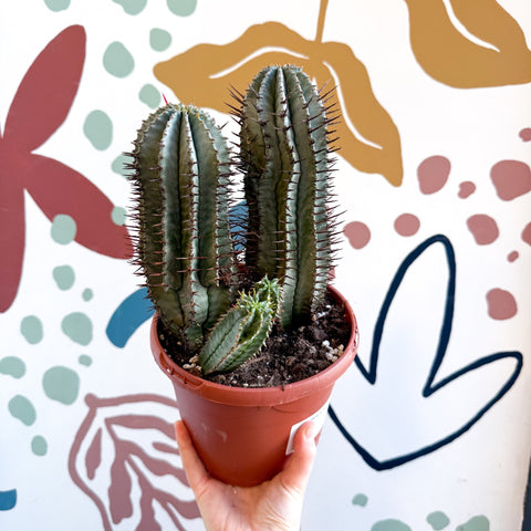 Euphorbia horrida – African Milk Barrel - Sprouts of Bristol