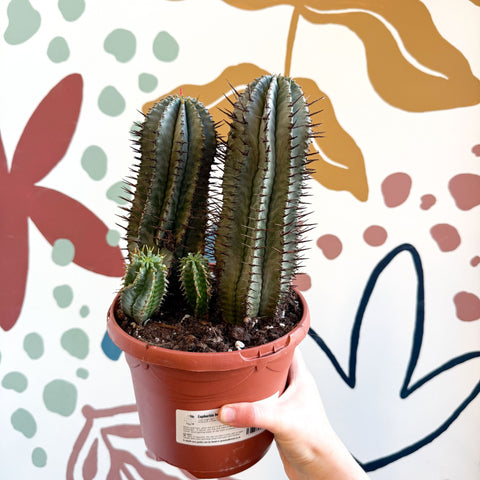 Euphorbia horrida – African Milk Barrel - Sprouts of Bristol