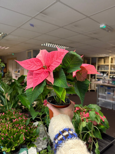 Euphorbia pulcherrima 'Pink' - Poinsettia - British Grown - Sprouts of Bristol