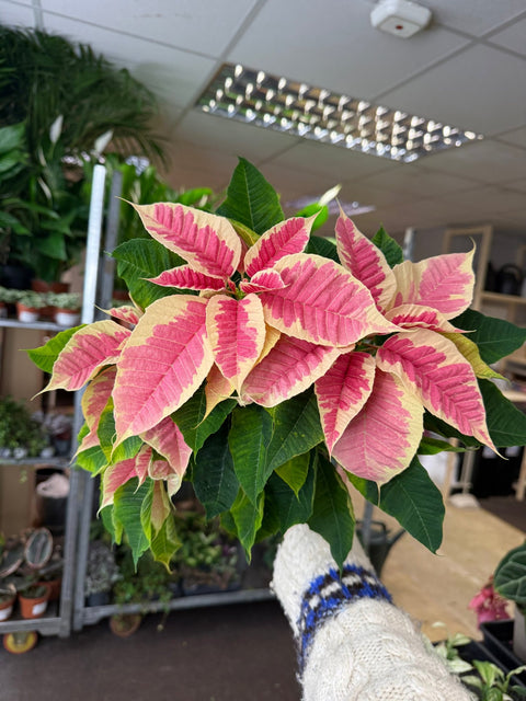 Euphorbia pulcherrima 'Rhubarb' - Poinsettia - British Grown - Sprouts of Bristol