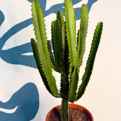 Euphorbia triangularis - Cathedral Cactus - Sprouts of Bristol